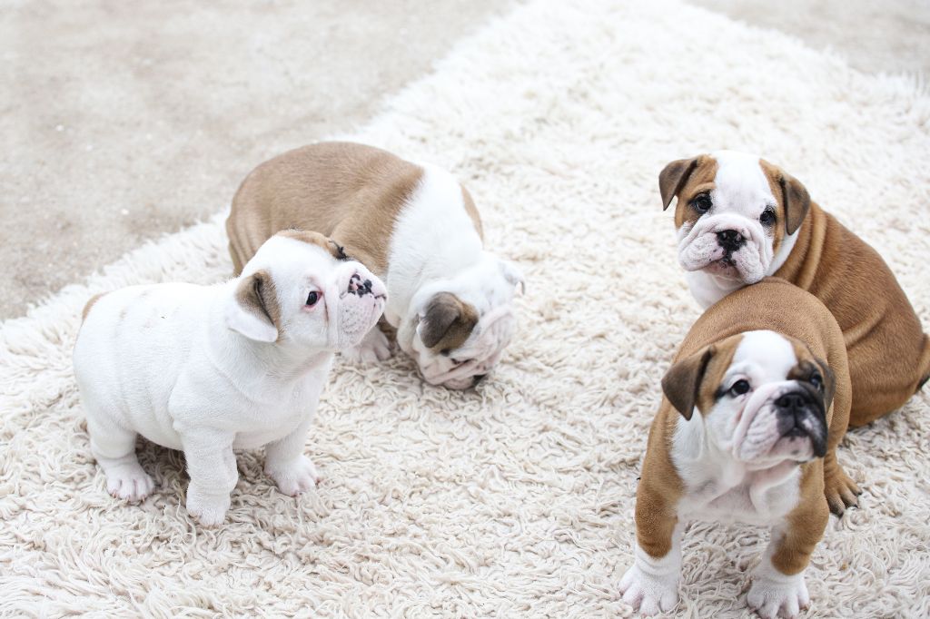 chiot Bulldog Anglais Le Germoir à Bulls