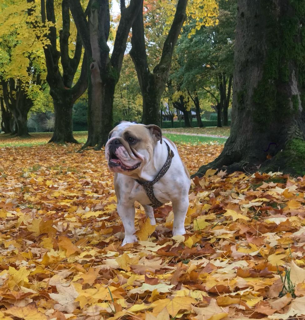 Le Royaume Des Bulls Chauco Simone