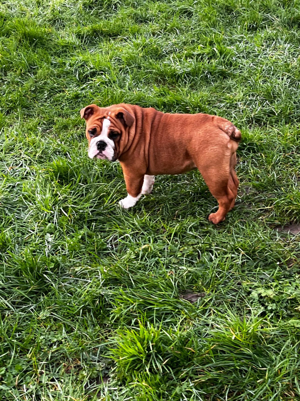 Le Germoir à Bulls - Chiots disponibles - Bulldog Anglais