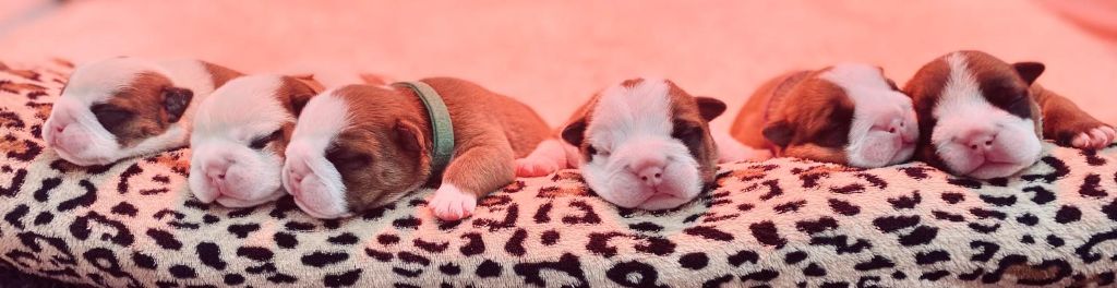 Chiot Bulldog Anglais Le Germoir à Bulls